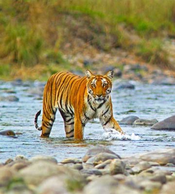 Jim Corbett National Park Tour From Delhi